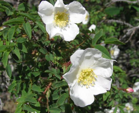 尖刺植物|尖刺蔷薇 Rosa oxyacantha